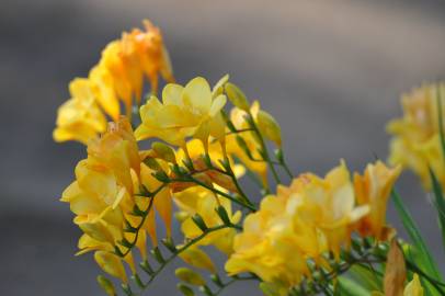 Fotografia da espécie Freesia corymbosa