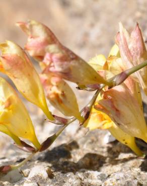 Fotografia 7 da espécie Freesia corymbosa no Jardim Botânico UTAD