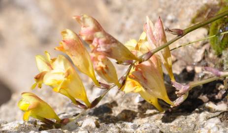 Fotografia da espécie Freesia corymbosa