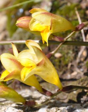 Fotografia 8 da espécie Freesia corymbosa no Jardim Botânico UTAD