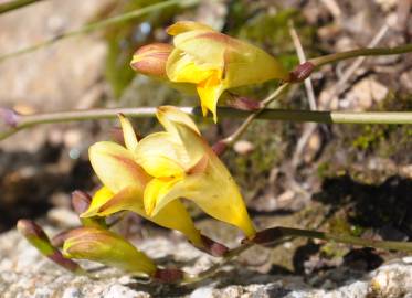 Fotografia da espécie Freesia corymbosa