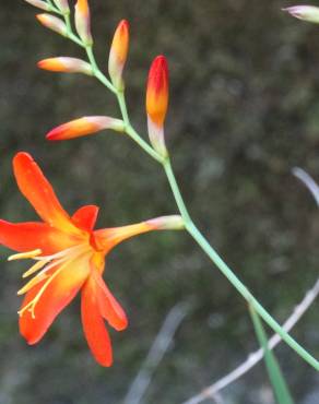 Fotografia 2 da espécie Crocosmia × crocosmiiflora no Jardim Botânico UTAD