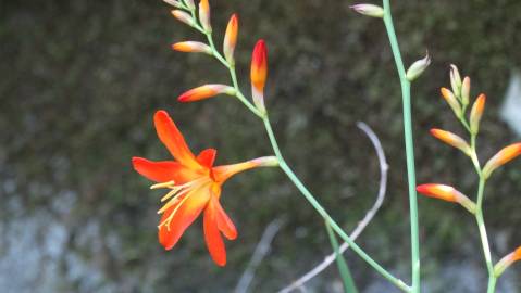 Fotografia da espécie Crocosmia × crocosmiiflora