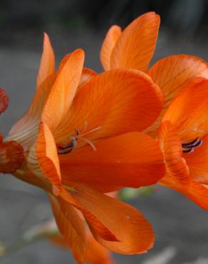 Fotografia 10 da espécie Freesia corymbosa no Jardim Botânico UTAD