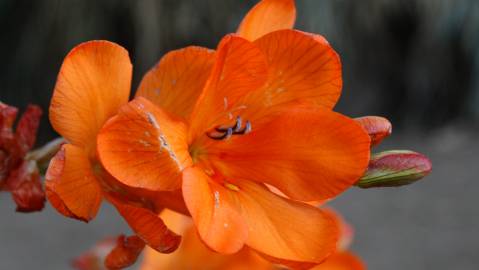 Fotografia da espécie Freesia corymbosa