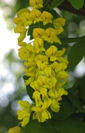 Fotografia da espécie Laburnum x watereri