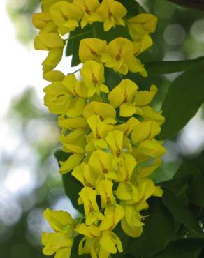 Fotografia 9 da espécie Laburnum x watereri no Jardim Botânico UTAD