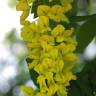 Fotografia 9 da espécie Laburnum x watereri do Jardim Botânico UTAD