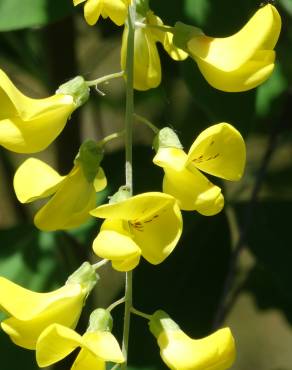 Fotografia 10 da espécie Laburnum x watereri no Jardim Botânico UTAD