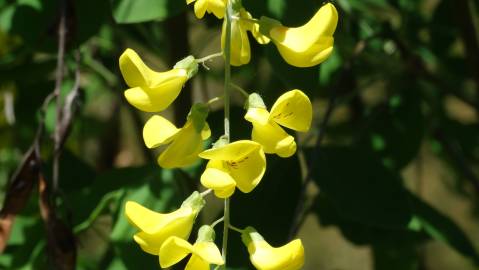 Fotografia da espécie Laburnum x watereri