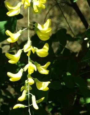 Fotografia 11 da espécie Laburnum x watereri no Jardim Botânico UTAD