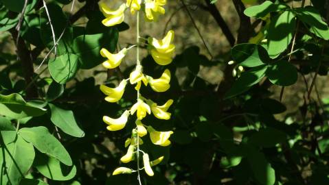 Fotografia da espécie Laburnum x watereri