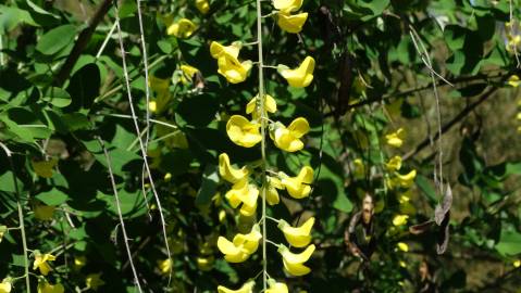 Fotografia da espécie Laburnum x watereri