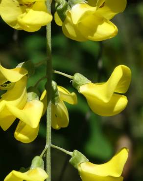 Fotografia 13 da espécie Laburnum x watereri no Jardim Botânico UTAD