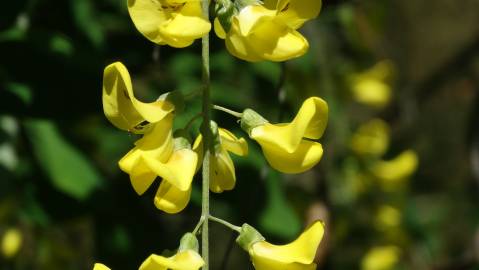 Fotografia da espécie Laburnum x watereri