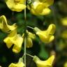 Fotografia 13 da espécie Laburnum x watereri do Jardim Botânico UTAD