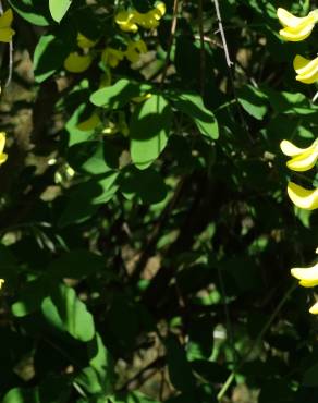 Fotografia 14 da espécie Laburnum x watereri no Jardim Botânico UTAD