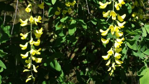 Fotografia da espécie Laburnum x watereri