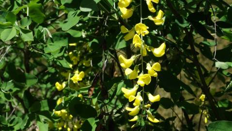 Fotografia da espécie Laburnum x watereri