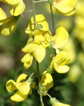 Fotografia 16 da espécie Laburnum x watereri no Jardim Botânico UTAD