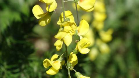 Fotografia da espécie Laburnum x watereri