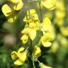 Fotografia 16 da espécie Laburnum x watereri do Jardim Botânico UTAD