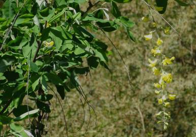 Fotografia da espécie Laburnum x watereri