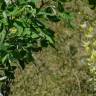 Fotografia 17 da espécie Laburnum x watereri do Jardim Botânico UTAD