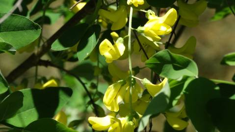 Fotografia da espécie Laburnum x watereri