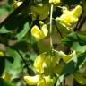 Fotografia 18 da espécie Laburnum x watereri do Jardim Botânico UTAD