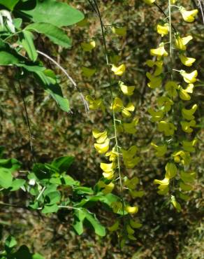 Fotografia 19 da espécie Laburnum x watereri no Jardim Botânico UTAD