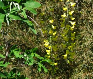 Fotografia da espécie Laburnum x watereri