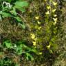 Fotografia 19 da espécie Laburnum x watereri do Jardim Botânico UTAD