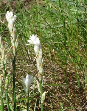 Fotografia 1 da espécie Ornithogalum concinnum no Jardim Botânico UTAD