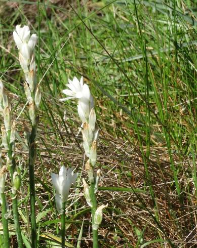 Fotografia de capa Ornithogalum concinnum - do Jardim Botânico