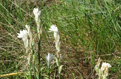 Fotografia da espécie Ornithogalum concinnum