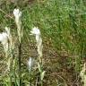 Fotografia 1 da espécie Ornithogalum concinnum do Jardim Botânico UTAD