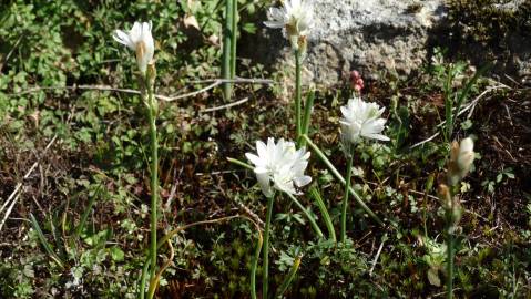 Fotografia da espécie Ornithogalum concinnum