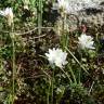 Fotografia 5 da espécie Ornithogalum concinnum do Jardim Botânico UTAD