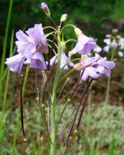 Fotografia da espécie Cardamine pratensis