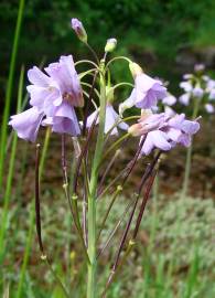 Fotografia da espécie Cardamine pratensis subesp. pratensis