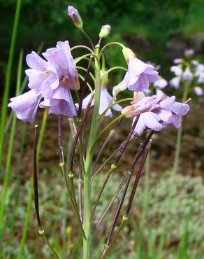 Fotografia 1 da espécie Cardamine pratensis subesp. pratensis no Jardim Botânico UTAD