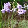 Fotografia 1 da espécie Cardamine pratensis subesp. pratensis do Jardim Botânico UTAD