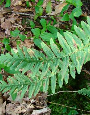 Fotografia 14 da espécie Polypodium interjectum no Jardim Botânico UTAD