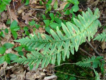 Fotografia da espécie Polypodium interjectum