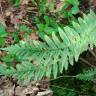 Fotografia 14 da espécie Polypodium interjectum do Jardim Botânico UTAD