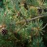 Fotografia 14 da espécie Pinus pinaster do Jardim Botânico UTAD