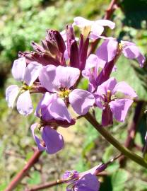 Fotografia da espécie Erysimum linifolium