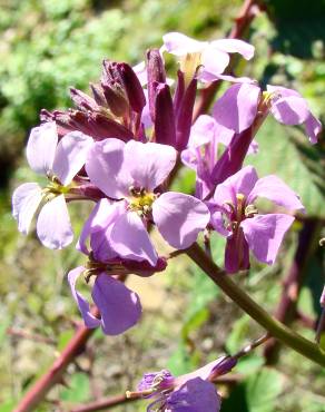 Fotografia 9 da espécie Erysimum linifolium no Jardim Botânico UTAD