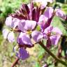 Fotografia 9 da espécie Erysimum linifolium do Jardim Botânico UTAD